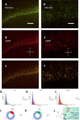 Estimation of cAMP binding in hippocampus CA1 field by a fluorescent probe